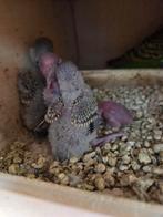 Jonge parkietjes beschikbaar over 1,5 week, Meerdere dieren, Parkiet