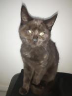 Kittens 9 en 10 weken, Dieren en Toebehoren, Katten en Kittens | Overige Katten, Meerdere dieren, Kortharig, 0 tot 2 jaar