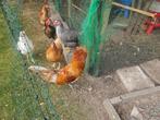 pluimvee, Dieren en Toebehoren, Pluimvee, Mannelijk, Kip