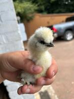 3 USA Zijdehoen kuikens, Dieren en Toebehoren, Pluimvee, Geslacht onbekend, Kip