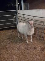 Rouge de l'ouest ram te koop, Dieren en Toebehoren, Schapen, Geiten en Varkens, Mannelijk, Schaap