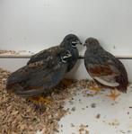 Chinese Dwergkwartels, Dieren en Toebehoren, Pluimvee, Meerdere dieren, Overige soorten