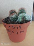 mammillaria cristaat potmaat 12 nummer C549, Ophalen of Verzenden