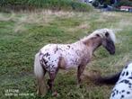 2 jarige hengstje zeer braaf, Dieren en Toebehoren, Hengst, A pony (tot 1.17m), Gechipt, 3 tot 6 jaar
