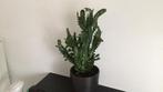 Cactus plant met pot €15, Ophalen, Cactus, Volle zon, Minder dan 100 cm