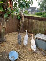 Indiche loopeenden (fleseenden), Dieren en Toebehoren, Pluimvee, Vrouwelijk, Eend