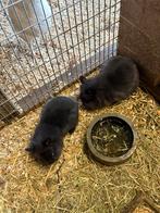 Schattige konijntjes te koop!, Meerdere dieren