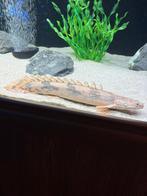 Polypterus Endlicheri, Dieren en Toebehoren, Vissen | Aquariumvissen, Vis, Zoetwatervis, Schoolvis