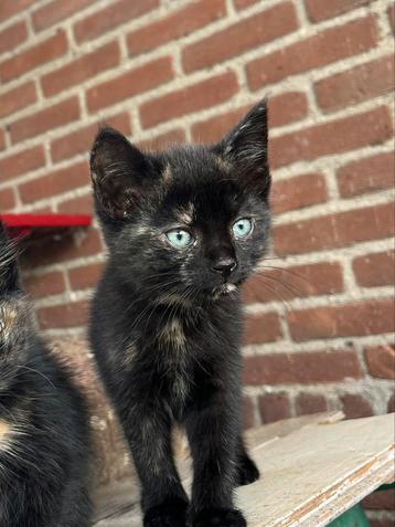 Lieve aanhankelijke boerderijkittens beschikbaar voor biedingen