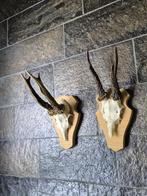 2 Mooie Ree Geweien Samen € 17.50 Jacht Mancave  d50, Verzamelen, Dierenverzamelingen, Ophalen of Verzenden, Hert, Gewei of Kop