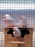 Zebravink, Geslacht onbekend, Tropenvogel