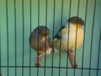 glosters, Dieren en Toebehoren, Vogels | Kanaries, Meerdere dieren, Postuurkanarie