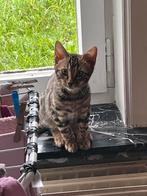 Bijzonder mooi bengaal bengaalse kittens, Dieren en Toebehoren, Katten en Kittens | Raskatten | Korthaar, Kater, 0 tot 2 jaar