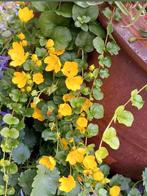 Flinke hoev. Penningkruid  foto 1 afgelopen zomer eigen tuin, Ophalen, Halfschaduw