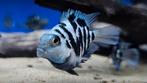Polar Blue Parrot Cichlid, Vis