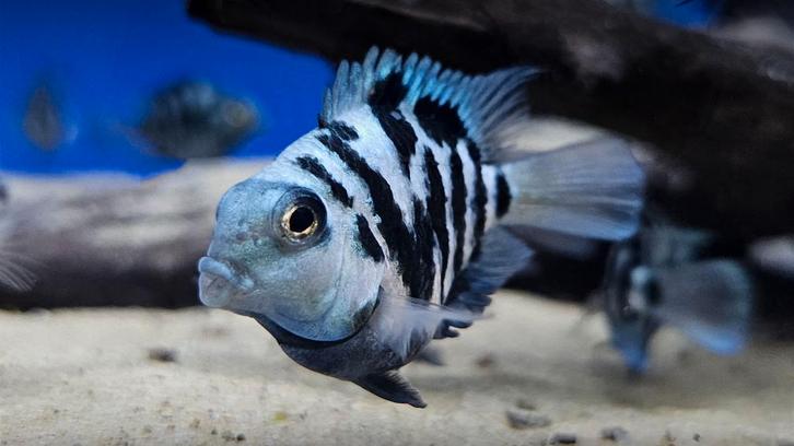 Polar Blue Parrot Cichlid, Dieren en Toebehoren, Vissen | Aquariumvissen, Vis