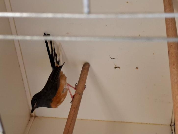 Koppel schamalijsters ger v 25 v buiten op zang, Dieren en Toebehoren, Vogels | Overige Vogels, Meerdere dieren, Geringd