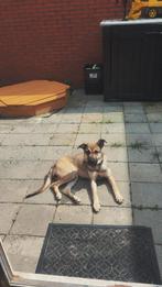 Laika, Dieren en Toebehoren, Honden | Herdershonden en Veedrijvers, Overige rassen, 1 tot 2 jaar, Teef, Eén hond