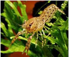 Cambarellus Diminutus mini kreeftje, Dieren en Toebehoren, Vissen | Aquariumvissen, Zoetwatervis, Kreeft, Krab of Garnaal