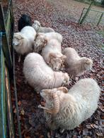 Quessant rammen apart te koop. Met UBN nummer, oormerk., Mannelijk, Schaap