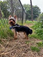 Lieve Yorkshire Terrier reu 2 jaar oud zoekt een huisje, Dieren en Toebehoren, Honden | Jack Russells en Terriërs, Yorkshire Terriër