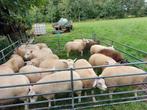 Gezocht huur of koop grasland  /weiland/ weidegang/gras, Weidegang