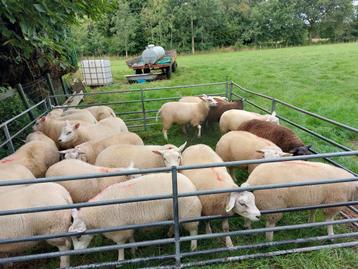 Gezocht huur of koop grasland  /weiland/ weidegang/gras beschikbaar voor biedingen