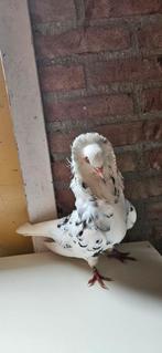 Duive, Dieren en Toebehoren, Vogels | Duiven, Mannelijk