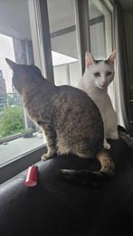 Witte kater met grijze staart en oren vermist in Rijnsburg, Dieren en Toebehoren, Vermiste en Gevonden Dieren, Kat
