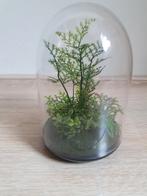 Terrarium met kunstplanten - Decoratie, Ophalen of Verzenden, Zo goed als nieuw