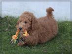 Lieve Goldendoodle pup., Nederland, Reu, 8 tot 15 weken, CDV (hondenziekte)