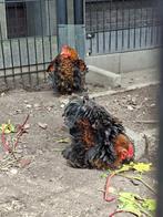 Cochin krielhaantjes krulveer, Dieren en Toebehoren, Mannelijk, Kip