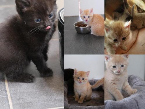 3 Super mooie kittens Siberisch, Dieren en Toebehoren, Katten en Kittens | Raskatten | Korthaar, Meerdere dieren, 0 tot 2 jaar