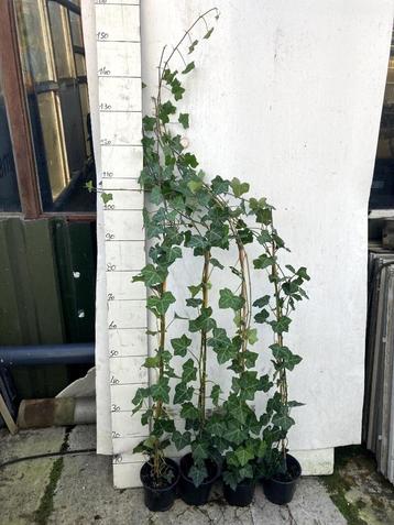 Hedera hibernica 120/130 cm beschikbaar voor biedingen
