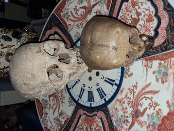 schedel doodskop baby skul zeldzaam skelet beschikbaar voor biedingen