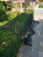 Beschermnet voor Planten & Fruit, Tuin en Terras, Gaas en Draad, Ophalen, Gebruikt, Minder dan 10 meter, Overige typen