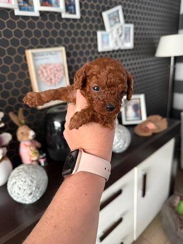 Toy poedel puppy  Red Braun 🐩🐩🐩 beschikbaar voor biedingen