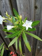 Oleander hagelwit OP=OP, Ophalen, Zomer, Overige soorten, Volle zon