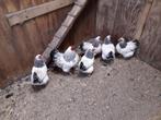 Te koop wyandotte krielkippen, Dieren en Toebehoren, Pluimvee, Meerdere dieren, Kip