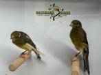 Scott fancy kanarie, Dieren en Toebehoren, Vogels | Kanaries, Meerdere dieren, Postuurkanarie
