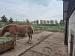 stalling en weidegang aangeboden, Dieren en Toebehoren, Stalling en Weidegang, Weidegang, 1 paard of pony