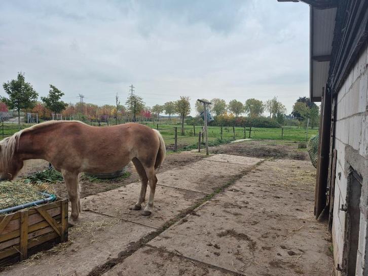 stalling en weidegang aangeboden, Dieren en Toebehoren, Stalling en Weidegang, Stalling, Weidegang, 1 paard of pony