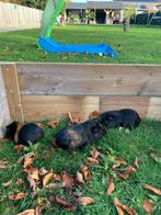 Jonge cavia’s te koop, Dieren en Toebehoren, Knaagdieren, September, Meerdere dieren, Cavia