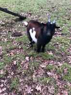 Dwergeiten bokje, Mannelijk, Geit