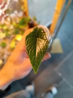 Alocasia scalprum - baby, Ophalen of Verzenden, Overige soorten, Minder dan 100 cm