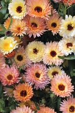 Goudsbloem Cantaloupe, Verzenden, Voorjaar, Volle zon, Zaad