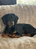 Bruno verblijft in Cyprus, Dieren en Toebehoren, Honden | Niet-rashonden, 15 weken tot 1 jaar, Buitenland, Parvo, Eén hond