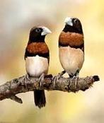 Bruinborst rietvinken, Dieren en Toebehoren, Vogels | Overige Vogels, Meerdere dieren