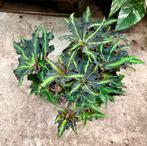 Begonia Lion Dance p17, Ophalen of Verzenden, Halfschaduw, Minder dan 100 cm