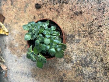 Schattig vetplantje - 1 euro! beschikbaar voor biedingen